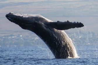 INFINITI TRAVEL - Whale Watching