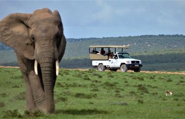 Safari und Golfreisen Kombination