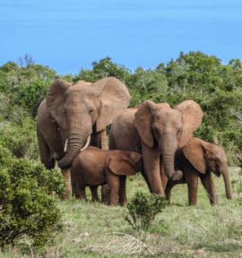Golfreise und Golfferien Südafrika Elefanten Safari