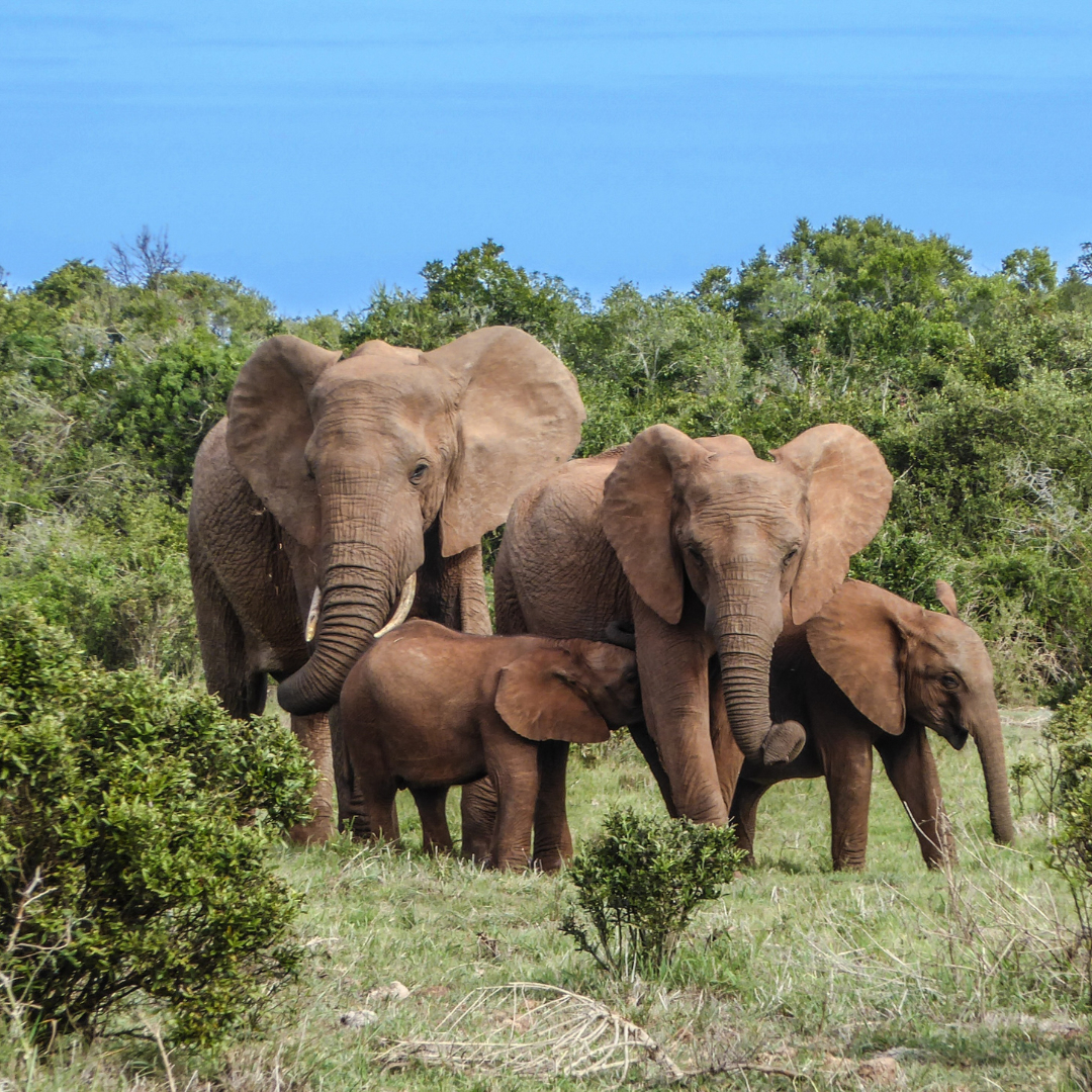 Golfreise und Golfferien Südafrika Elefanten Safari