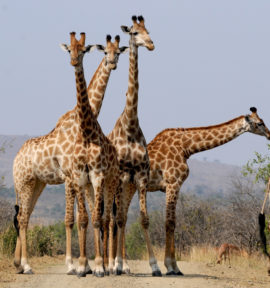 Golfreise Südafrika Golfferien Safari Giraffen