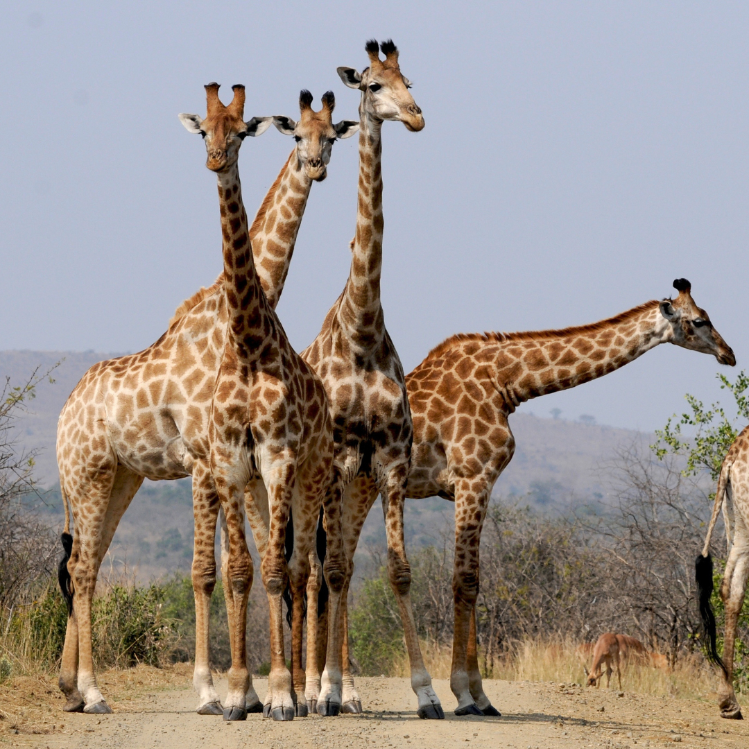 Golfreise Südafrika Golfferien Safari Giraffen